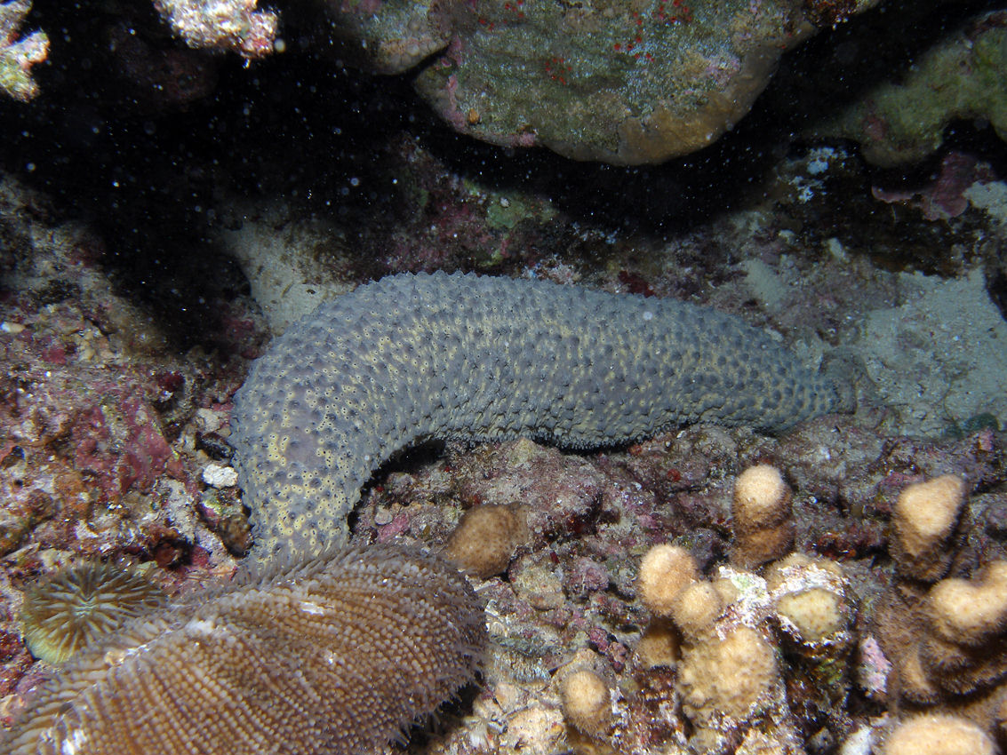 Holothuria tubulosa